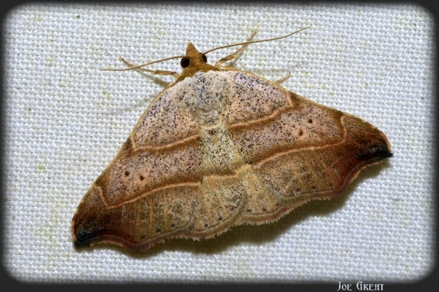 Laspeyria flexula - zuzmóbagoly
