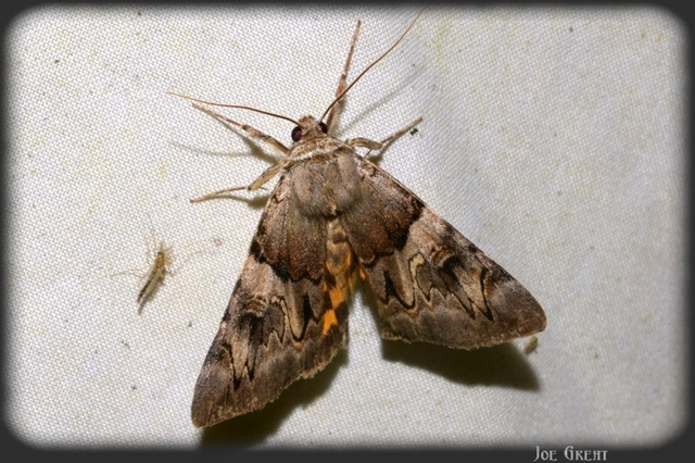 Catocala fulminea - galagonya-övesbagoly