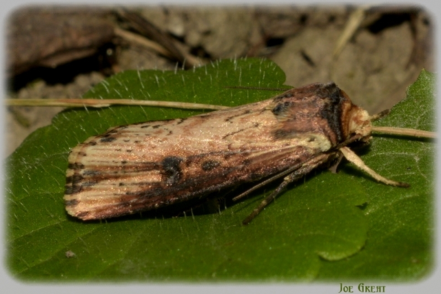 Axylia putris - vonalkás földibagoly