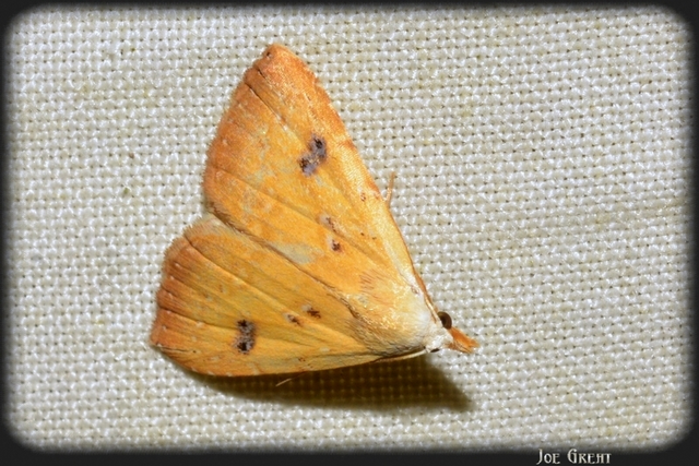 Rivula sericealis - selymes lórombagoly