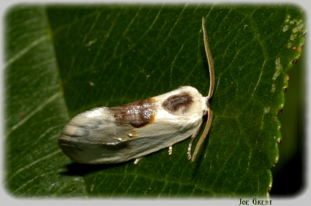 Cilix glaucata - törpe sarlósszövő