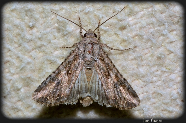 Hadula trifolii - lóherebagoly