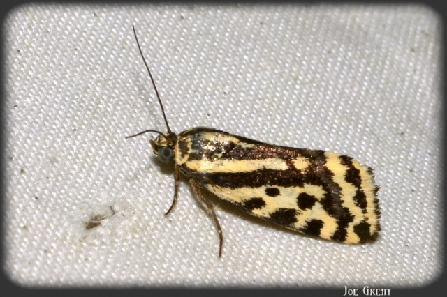Emmelia trabealis - zebrabagoly