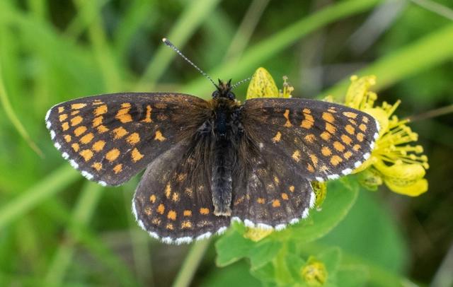 Melitaea britomartis - barnás tarkalepke