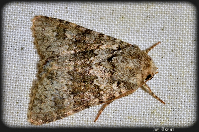 Hecatera dysodea - parajbagoly