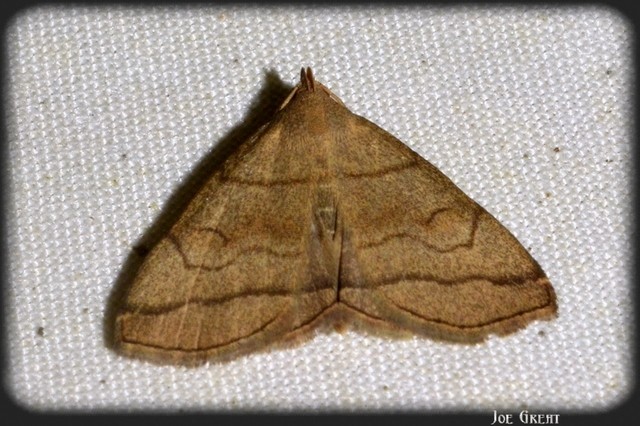 Herminia tarsicrinalis - szőröslábú karcsúbagoly