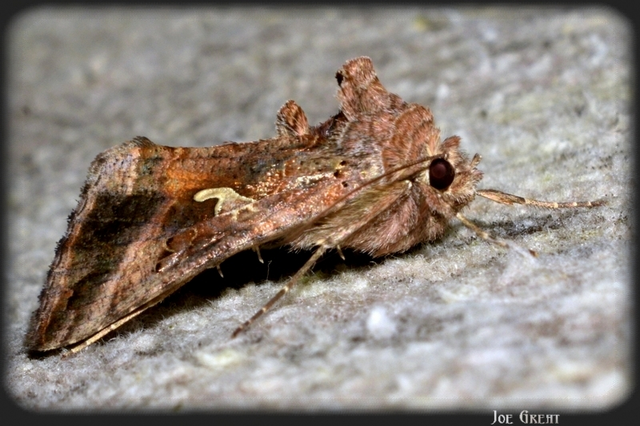 Autographa gamma - gammalepke