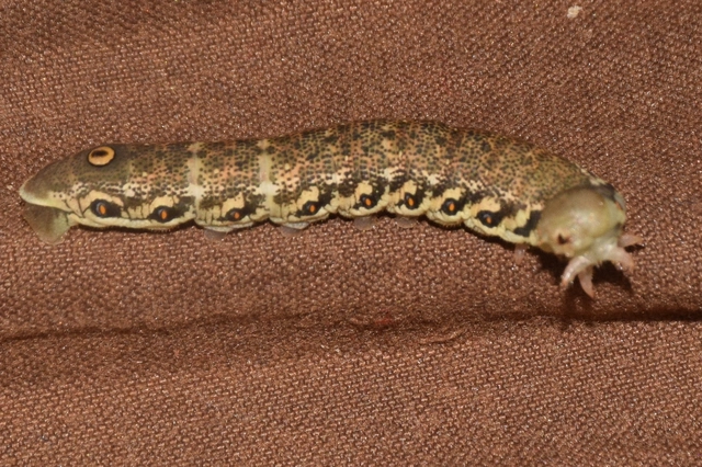 Proserpinus proserpina - törpeszender