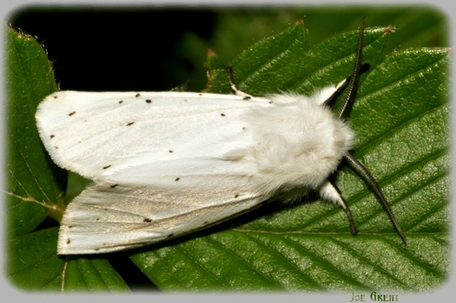 Spilosoma lubricipedum - tejszínű medvelepke