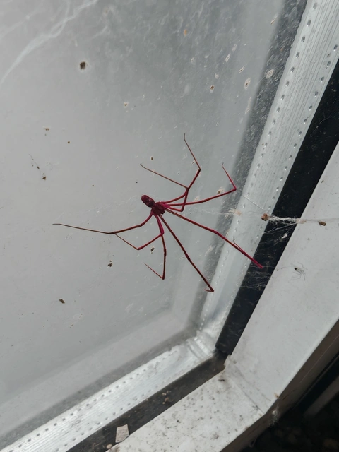 Pholcidae - álkaszáspókok