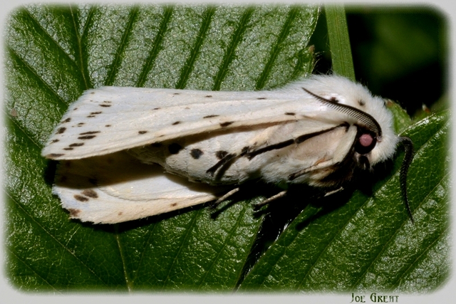 Spilosoma lubricipedum - tejszínű medvelepke