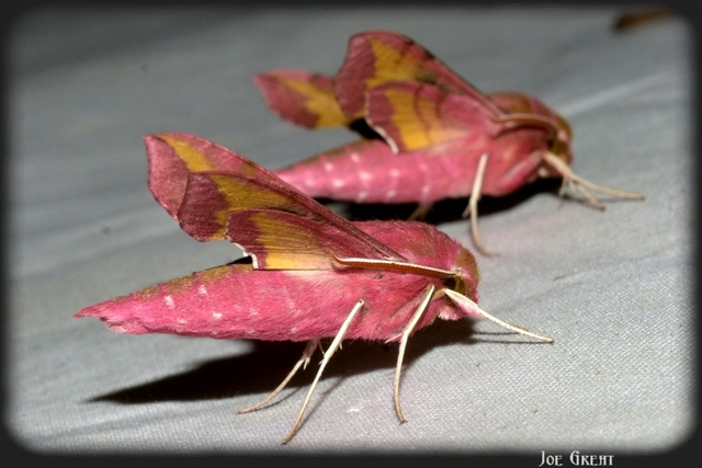 Deilephila porcellus - piros szender