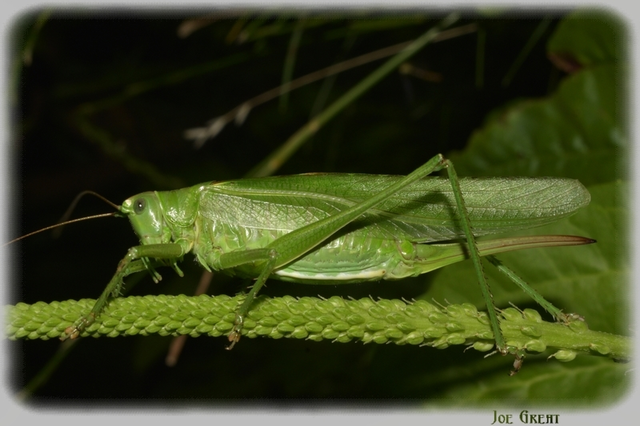 Tettigonia viridissima - zöld lombszöcske