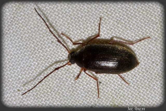 Hymenalia rufipes - rőtlábú alkonybogár