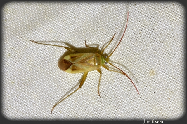 Adelphocoris lineolatus - lucernapoloska