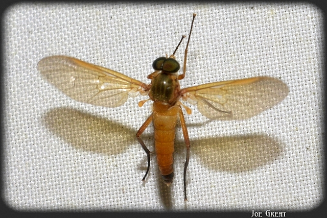 Diptera - Kétszárnyúak