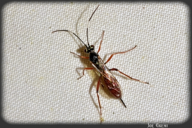 Hymenoptera - Hártyásszárnyúak