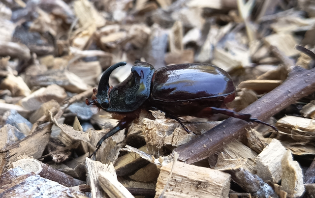 Oryctes nasicornis - orrszarvú bogár