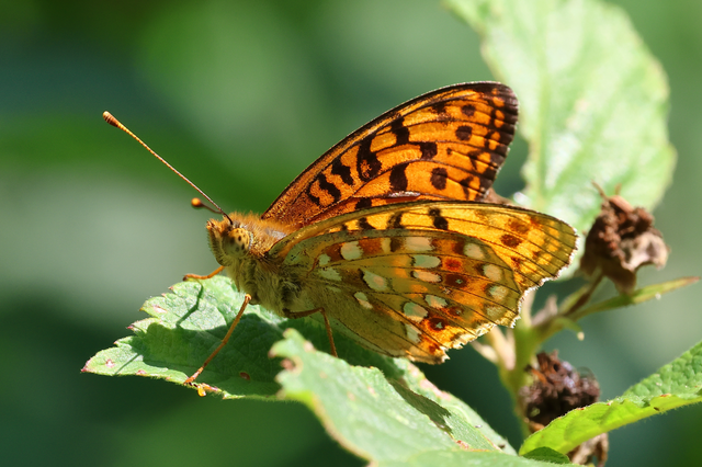 Argynnis adippe - ezüstös gyöngyházlepke
