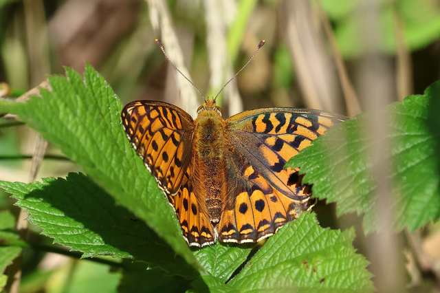 Argynnis adippe - ezüstös gyöngyházlepke