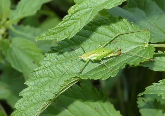 Leptophyes albovittata - közönséges virágszöcske