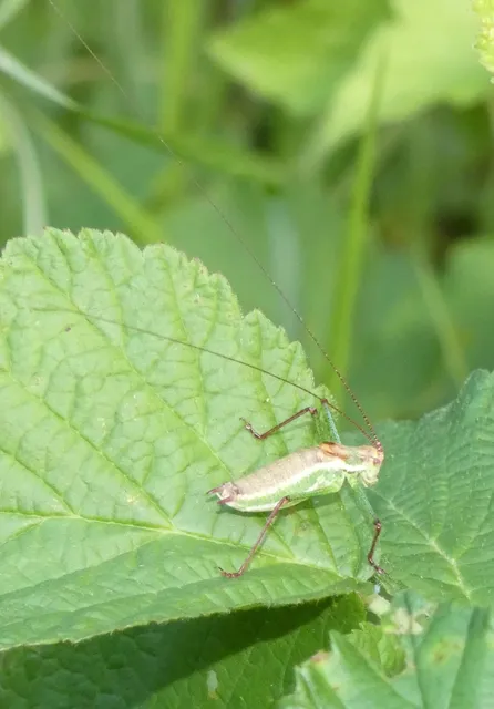 Leptophyes albovittata - közönséges virágszöcske
