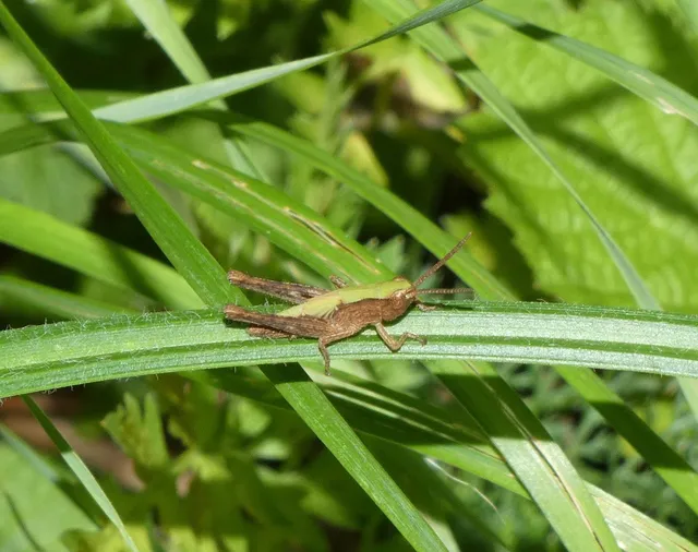 Chorthippus (Chorthippus) (subgenus)