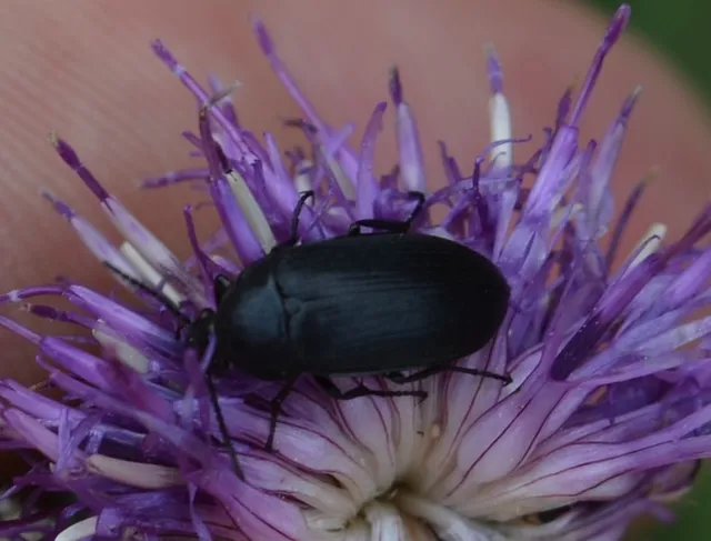 Podonta nigrita - szerecsenbogár
