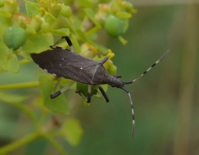 Dicranocephalus