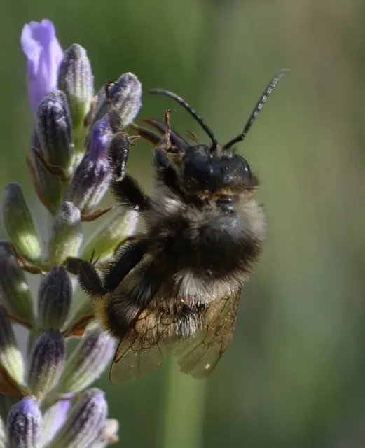 Hymenoptera - Hártyásszárnyúak Hymenoptera - Hártyásszárnyúak