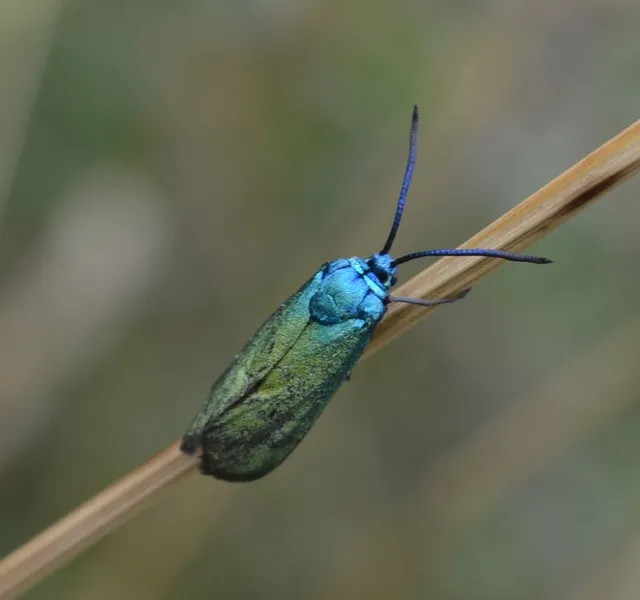 Microlepidoptera - Molylepkék Microlepidoptera - Molylepkék