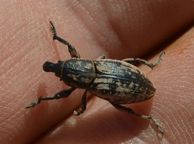Pseudocleonus cinereus - hamvas barkó
