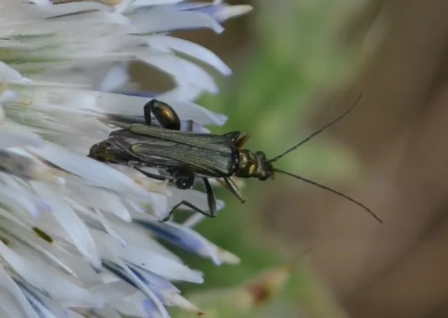 Oedemera flavipes - sárgalábú álcincér Oedemera flavipes - sárgalábú álcincér