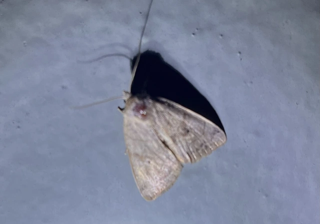 Cosmia trapezina - közönséges lombbagoly
