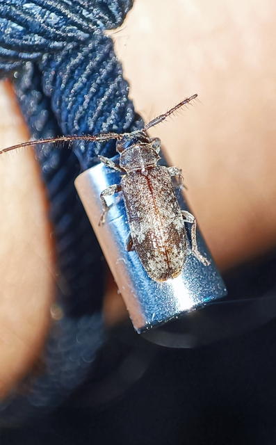 Exocentrus adspersus - tölgyfa-rőzsecincér