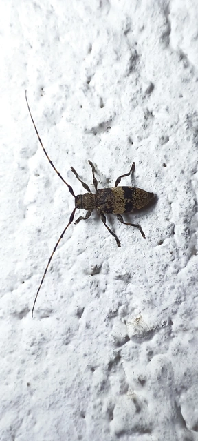 Leiopus nebulosus - öves gesztcincér