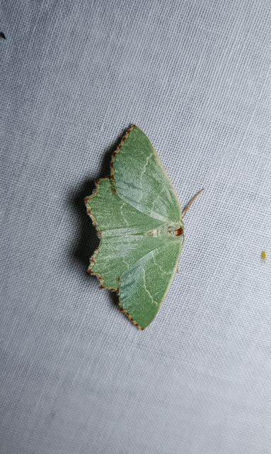 Thalera fimbrialis - csipkésszélű zöldaraszoló