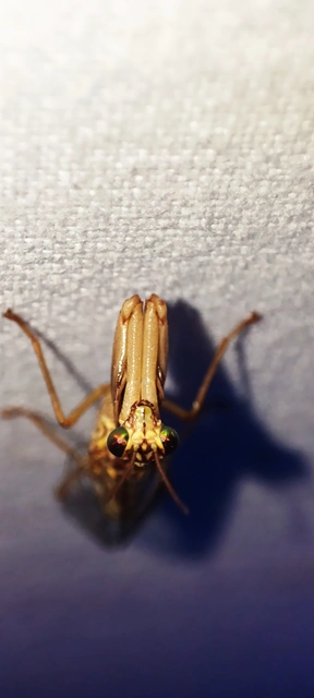 Mantispa styriaca - kétszínű fogólábú-fátyolka