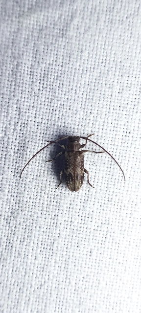 Exocentrus adspersus - tölgyfa-rőzsecincér