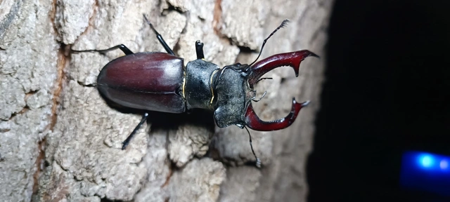 Lucanus cervus - nagy szarvasbogár