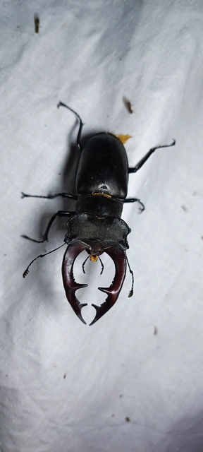 Lucanus cervus - nagy szarvasbogár