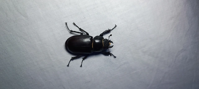 Lucanus cervus - nagy szarvasbogár