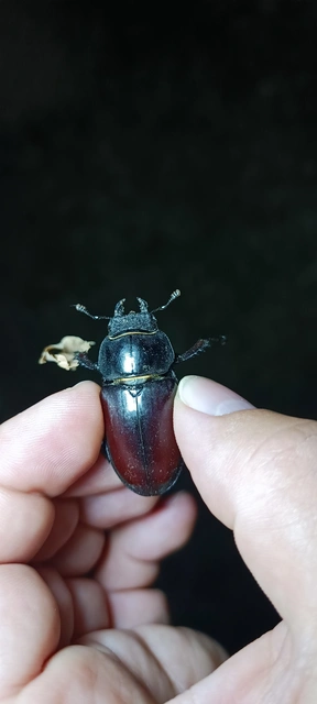 Lucanus cervus - nagy szarvasbogár