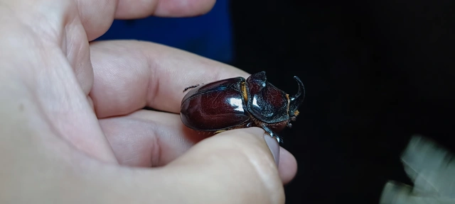 Oryctes nasicornis - orrszarvú bogár