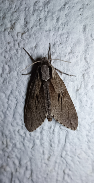 Hyloicus pinastri - fenyőszender