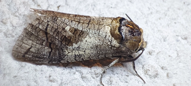 Cossus cossus - fűzfarontólepke