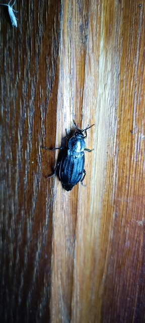 Necrodes littoralis - nagy dögbogár