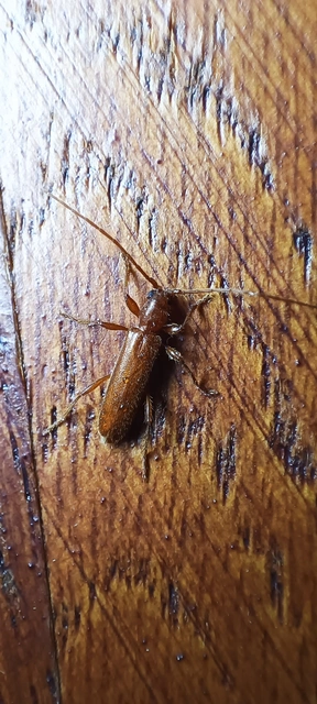 Axinopalpis gracilis - kecses selymescincér