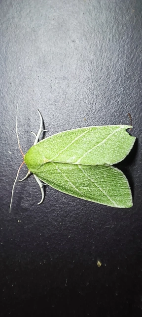 Bena bicolorana - tölgyfa-zöldbagoly