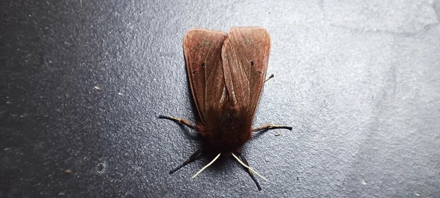 Phragmatobia fuliginosa - füstös medvelepke